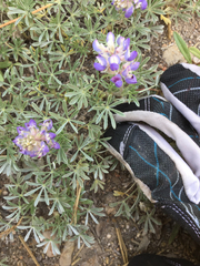 Lupinus breweri