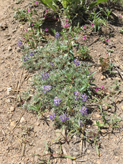 Lupinus breweri