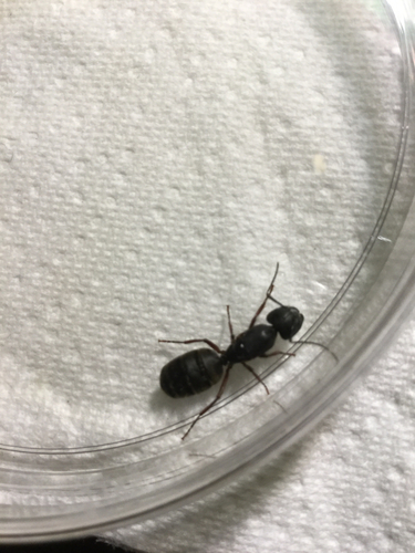 iNaturalist observation photo of Carpenter Ants, Typical Sugar Ants and Allies