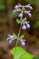 Salvia urticifolia