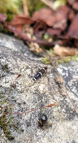 Entomobrya dorsalis, 43-608 Jaworzno, Polska, photo 8 of 10