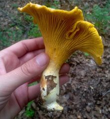 Cantharellus