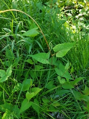 Fallopia cilinodis