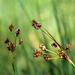 Heath Wood-Rush - Photo (c) Wolfgang Jauch, some rights reserved (CC BY), uploaded by Wolfgang Jauch