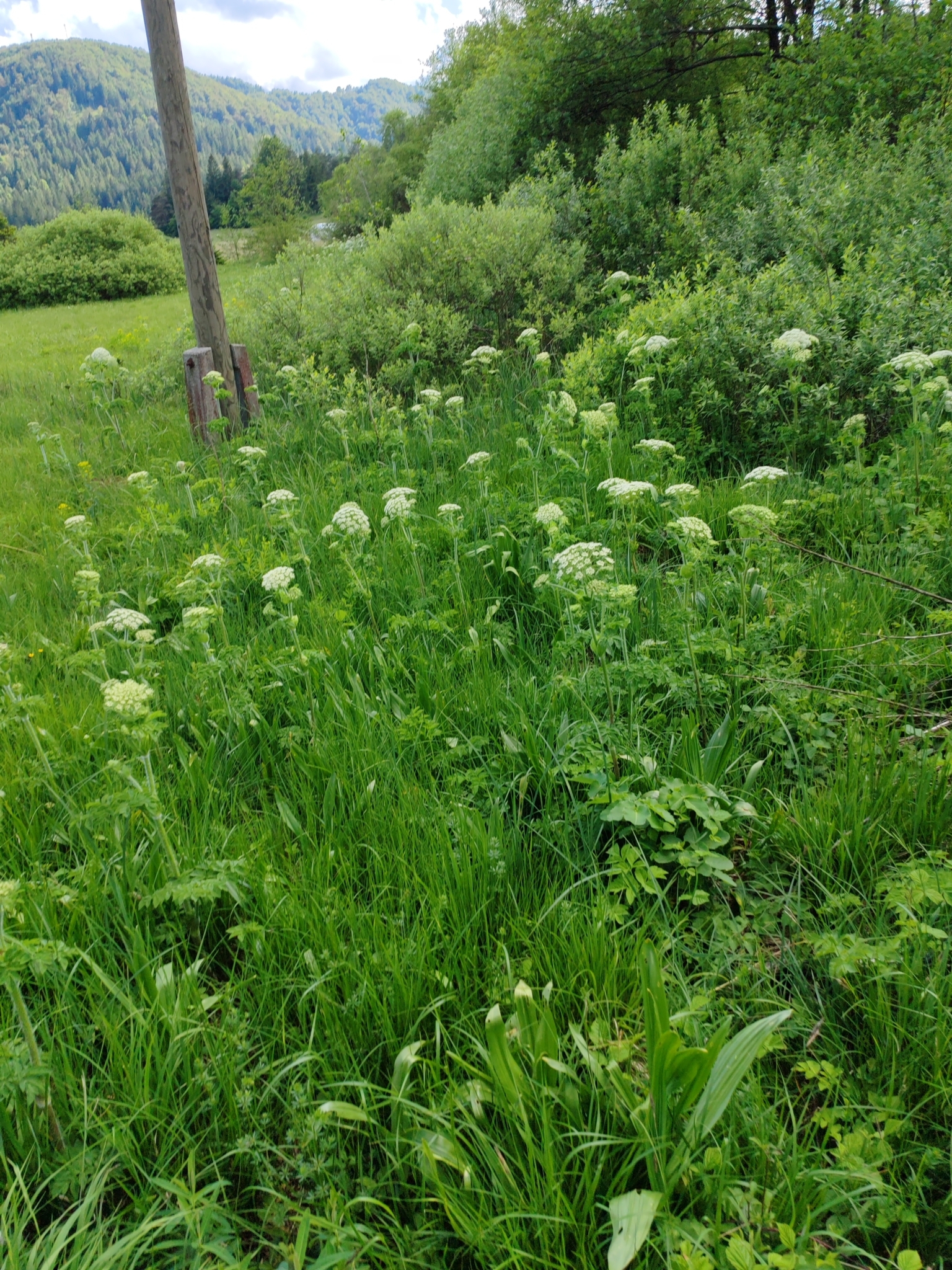 Laserpitium archangelica
