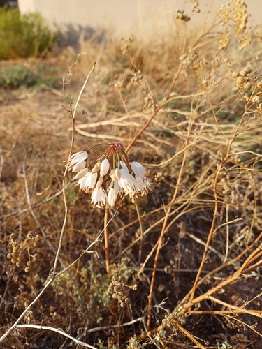 Namaqualand Snowflake (Strumaria truncata)