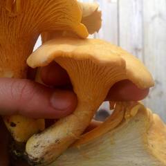 Cantharellus