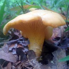 Cantharellus