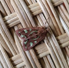 Ichneutica chlorodonta