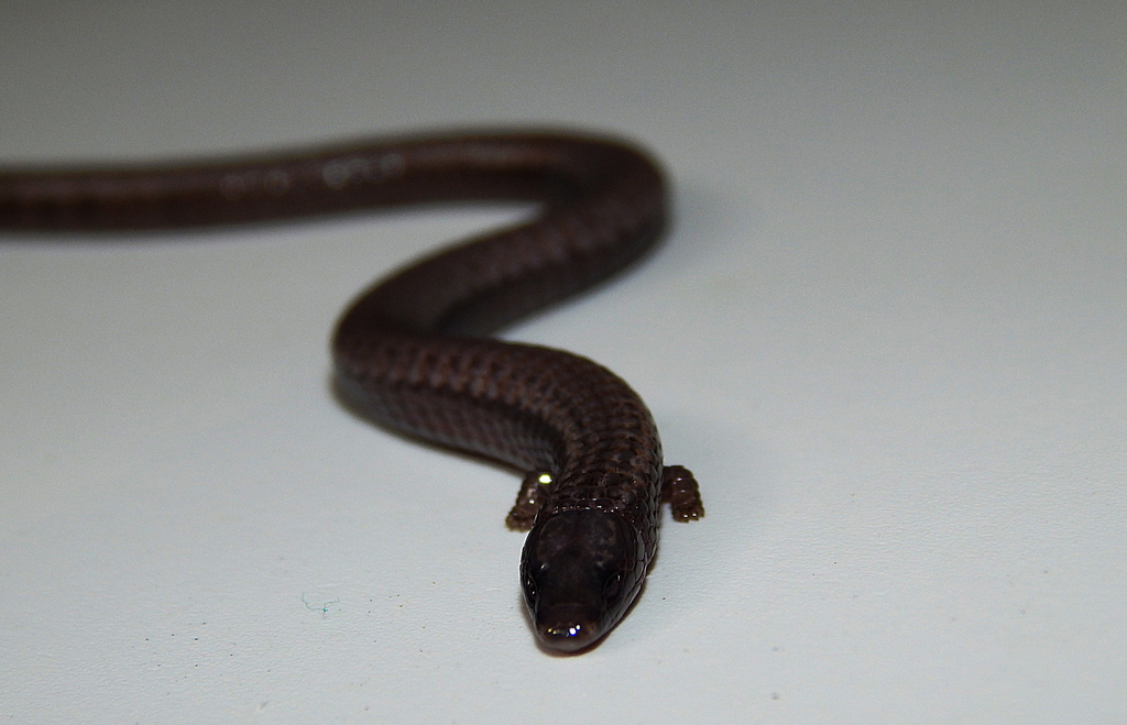 Earless Tejus