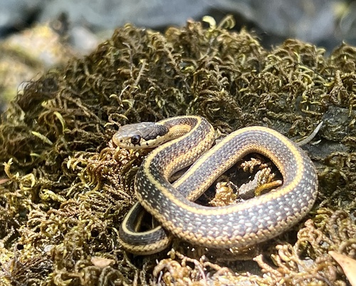 iNaturalist observation photo of Garter Snakes