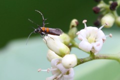 Aetole unipunctella