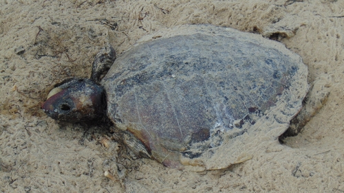 Kemp's Ridley Sea Turtle photographed in Virginia