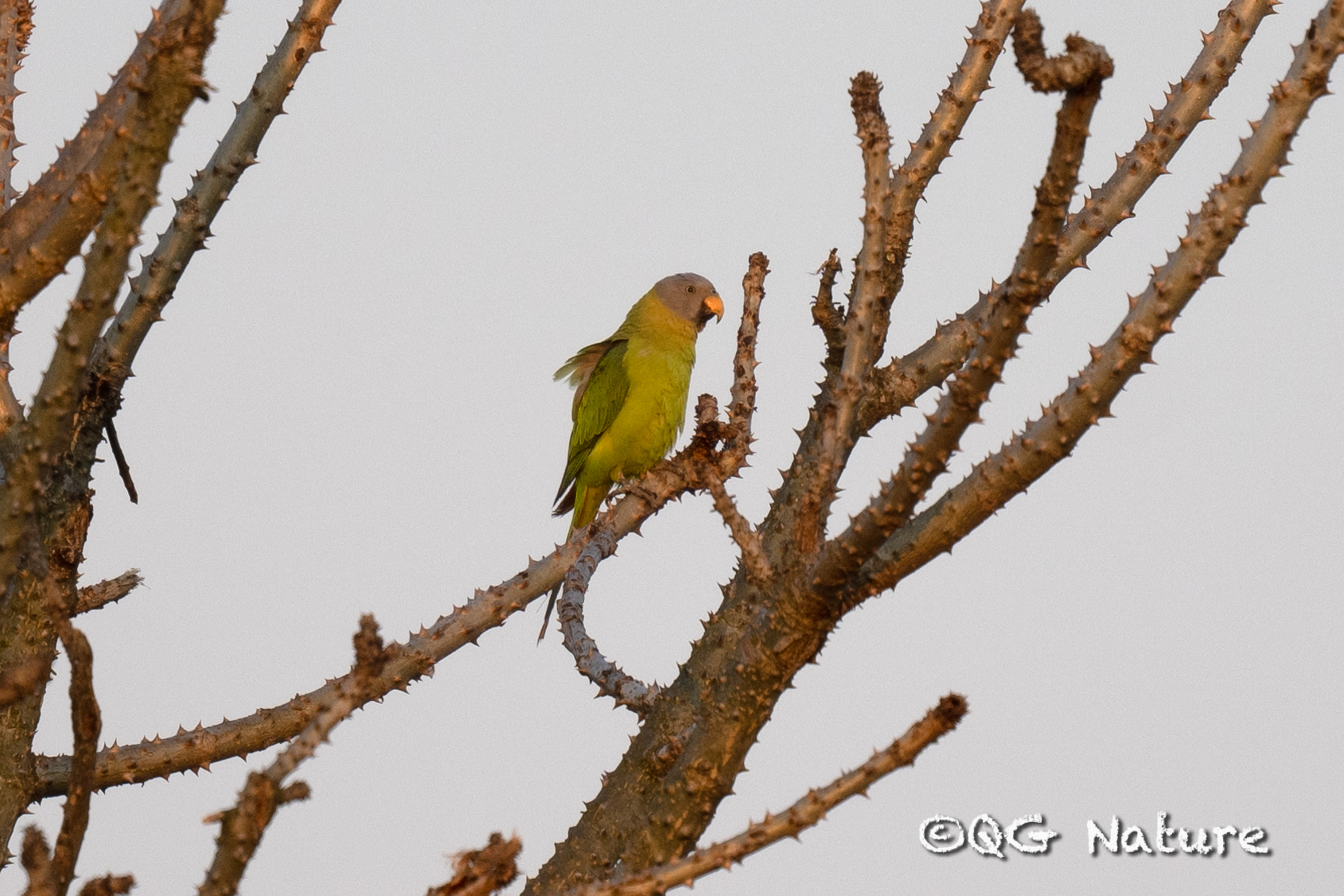 Blossom-headed Parakeet