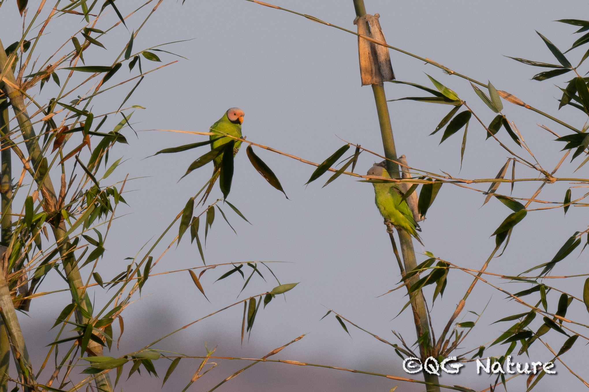 Blossom-headed Parakeet