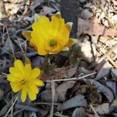 Adonis amurensis
