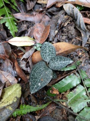 Anoectochilus formosanus