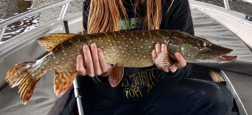 Northern Pike, Prinses Amaliabrug, 1536, 1525 Markenbinnen, Nederland, photo 5 of 10