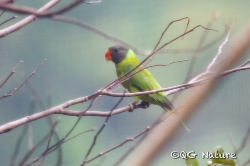 Grey-headed Parakeet (Psittacula finschii), photo 3