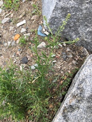 Lepidium ruderale