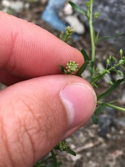 Lepidium ruderale