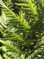 Woodwardia fimbriata image