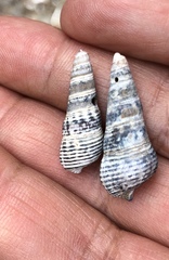 Batillaria attramentaria
