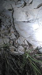 Bogertophis subocularis