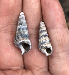 Batillaria attramentaria