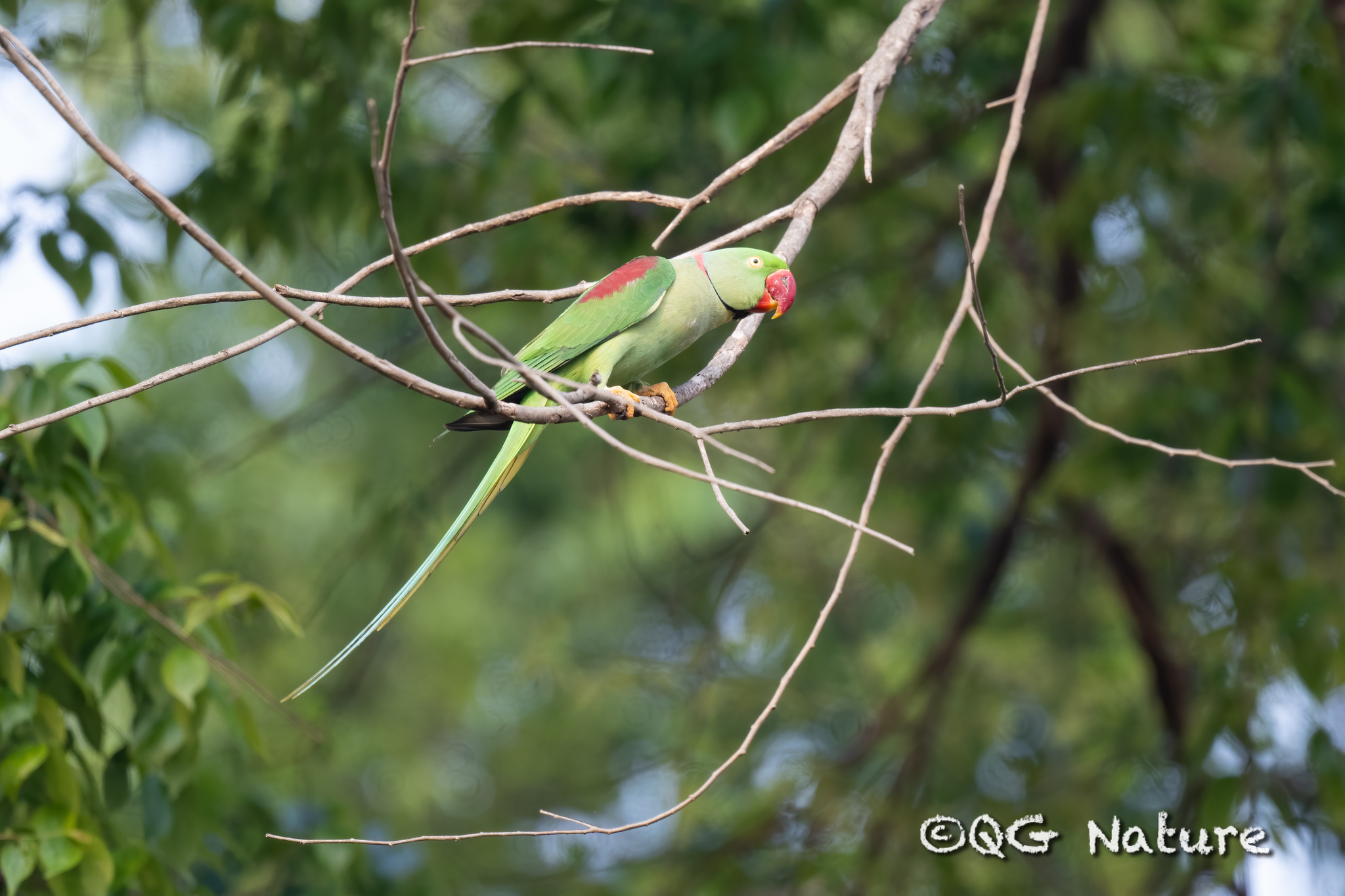 Alexandrine Parakeet