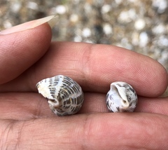 Acanthinucella spirata