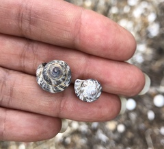 Acanthinucella spirata