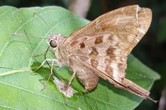 Thorybes dorantes dorantes