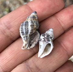 Acanthinucella spirata