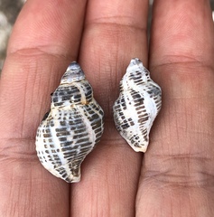 Acanthinucella spirata