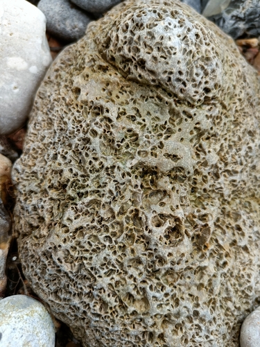 bristleworm