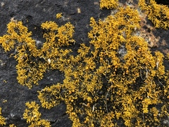 Polycauliona coralloides