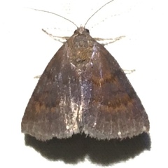 Argyrostrotis deleta