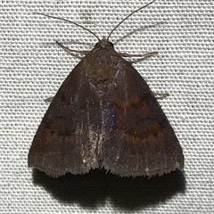Argyrostrotis deleta