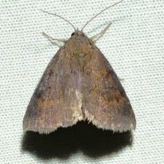 Argyrostrotis deleta