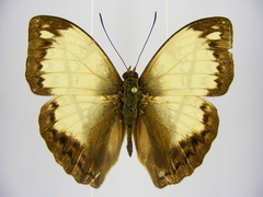 Cymothoe jodutta mostinckxi