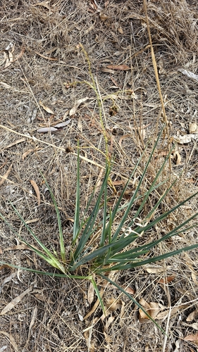 Image of Dianella longifolia by (c) Rosalie Lawrence, some rights reserved (CC BY)