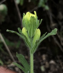 Castilleja wightii