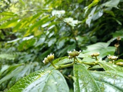 Elatostema platyphyllum
