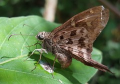 Thorybes dorantes dorantes