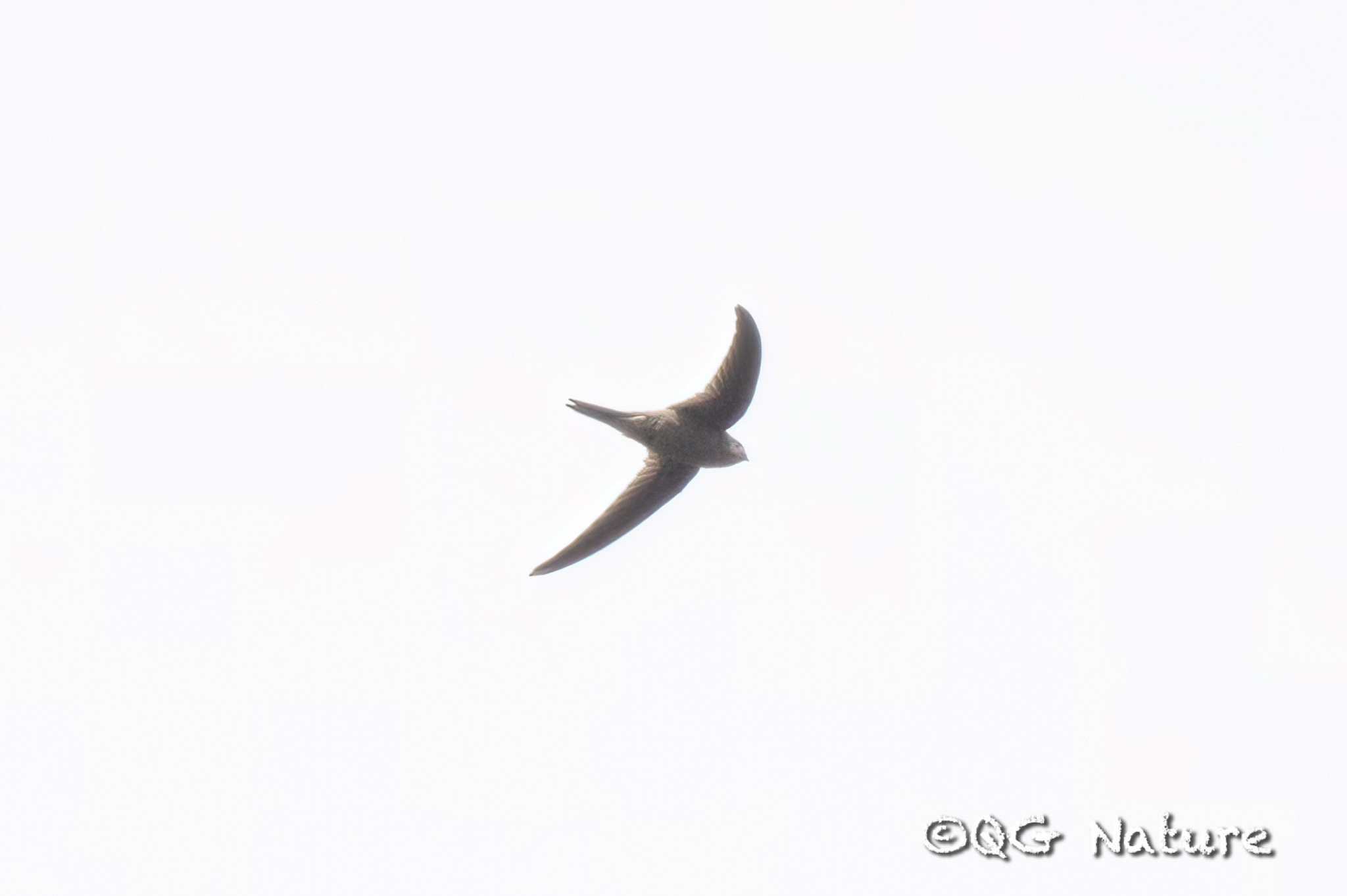 Asian Palm Swift
