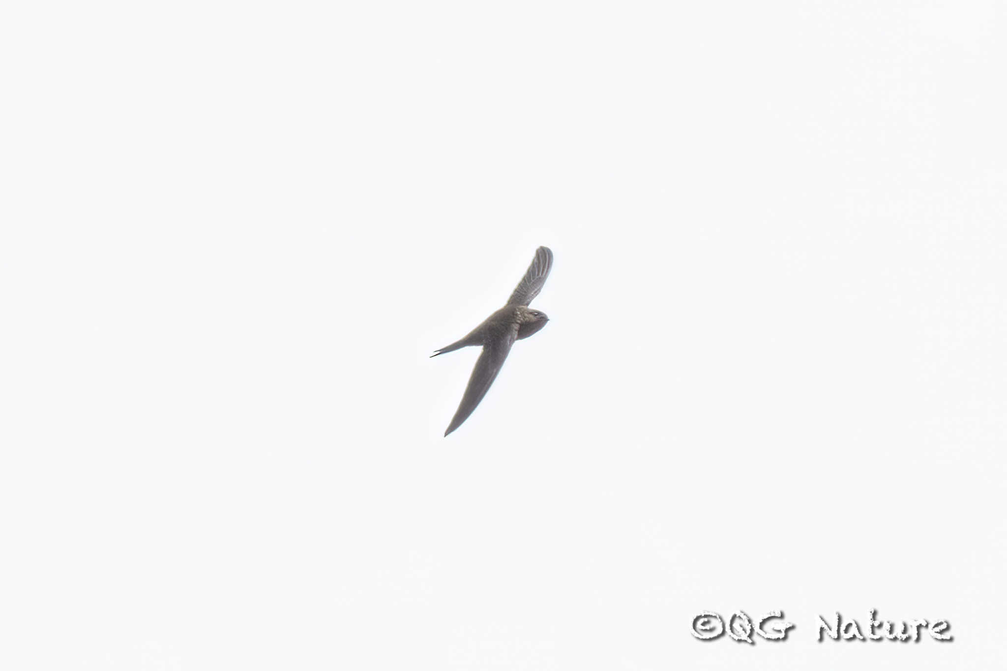 Asian Palm Swift