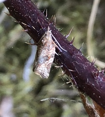 Argyrotaenia franciscana