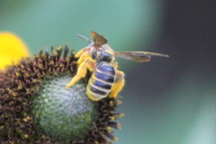 Halictus parallelus