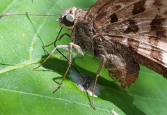 Thorybes dorantes dorantes